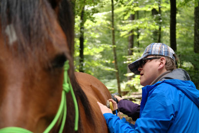 Le Cheval